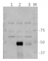 ABI5 | Abscisic acid insensitive 5 (anti-protein antibody)